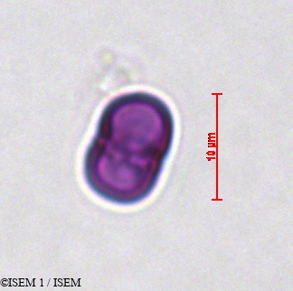 ISEM 1/Cynoglossum_cheirifolium_29273/Cynoglossum_cheirifolium_29273_0003(copy).jpg